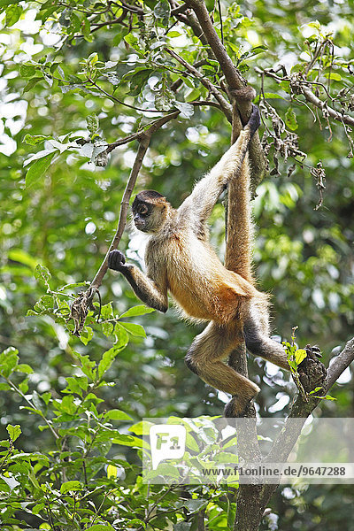Geoffroy-Klammeraffe (Ateles geoffroyi) klettert im Baum Alajuela Costa Rica Nordamerika
