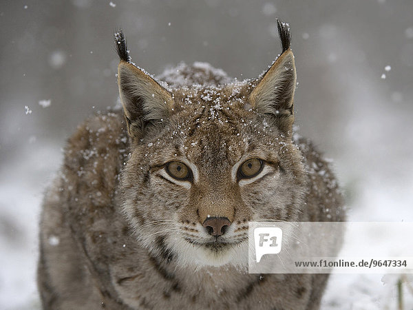 Eurasischer Luchs oder Nordluchs (Lynx lynx)  Nationalpark Bayrischer Wald  Bayern  Deutschland  Europa