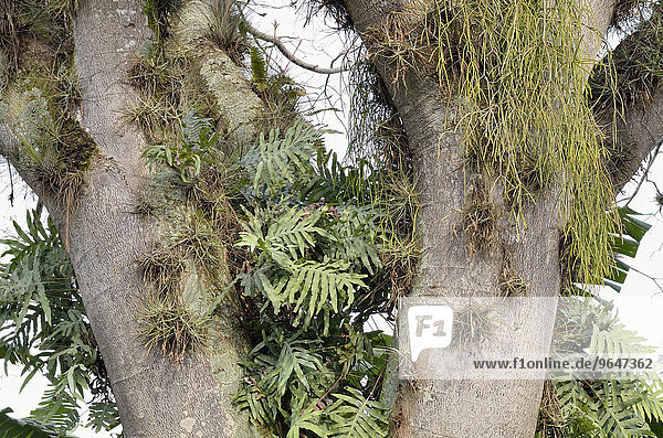 Baumstamm mit Bromelien (Bromeliacea sp.) und Tillandsien (Tillandsia sp.) bewachsen  Bundesstaat Veracruz  Mexiko  Nordamerika