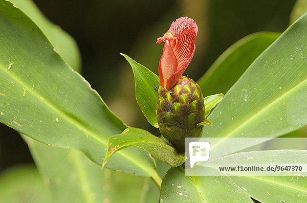Costus laevis  Blütenstand  Nationalpark Piedras Blancas  Golfo Dulce  Provinz Puntarenas  Costa Rica  Nordamerika