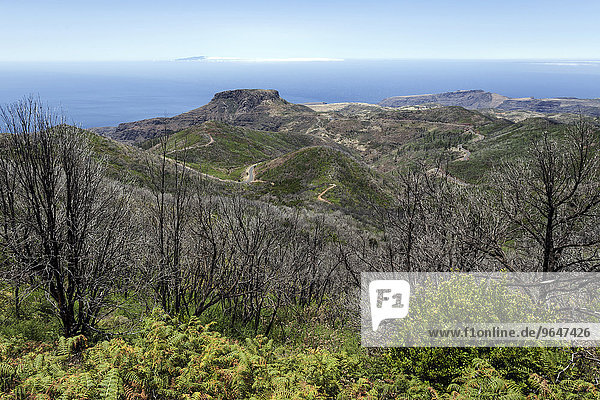 Ausblick vom Gipfel des Garajonay auf verkohlte Sträucher  Spuren des Waldbrandes 2012  hinten der Fortalezza  am Horizont die Insel El Hierro  La Gomera  Kanarische Inseln  Spanien  Europa