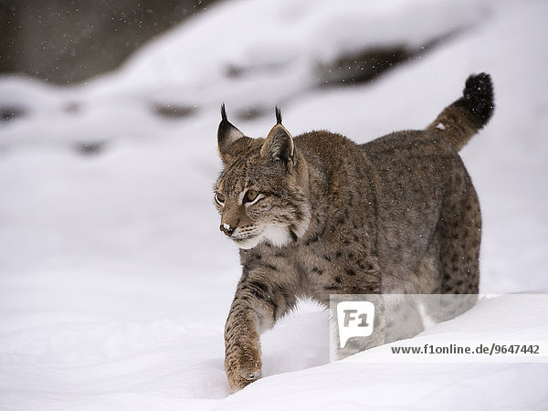 Luchs oder Nordluchs (Lynx lynx) geht durch Schnee  Wildfreigehege Wildenburg  Kempfeld  Nationalpark Hunsrück  Rheinland Pfalz  Deutschland  Europa