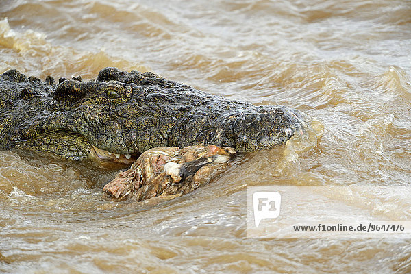 Nilkrokodil (Crocodylus niloticus) schwimmt mit Kadaverrest im Maul  Fluss Mara  Masai Mara  Kenia  Afrika