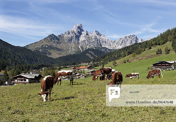 Kühe auf Almwiese  hinten die Bischofsmütze  Dachsteinmassiv  Filzmoos  Land Salzburg  Österreich  Europa