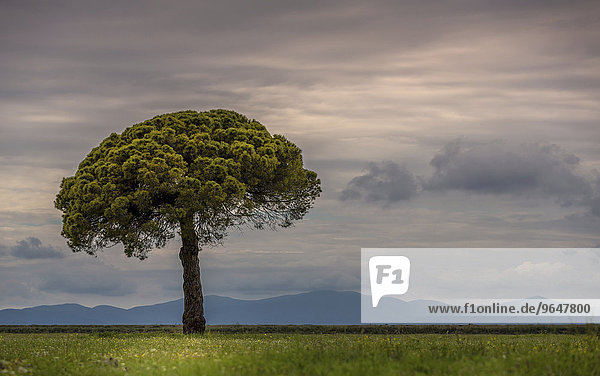 Solitary Italian Stone Pine (Pinus pinea)  Tuscany  Italy  Europe
