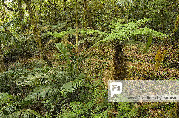 Baumfarn (Cyatheales) im Bergregenwald  Nationalpark Los Quetzales  San Gerardo de Dota  Provinz San Jose  Costa Rica  Nordamerika