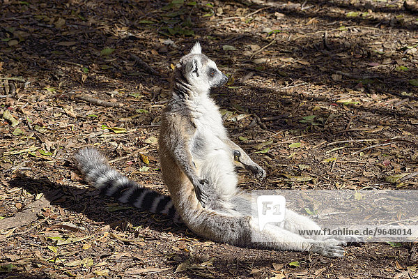 Ring-tailed Lemur (Lemur catta) sunbathing  Plettenberg Bay  Western Cape  South Africa  Africa