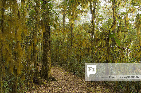 Bartflechten (Usnea)  Vegetation im Nebelwald  Nationalpark Los Quetzales  San Gerardo de Dota  Provinz San Jose  Costa Rica  Nordamerika
