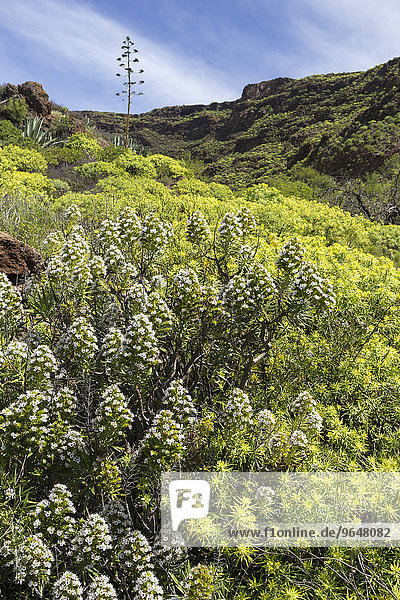 Berghang mit typisch blühenden Sträuchern  bei Santa Lucia  Insel Gran Canaria  Kanaren  Spanien  Europa