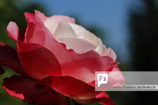 Kulturrose  Gartenrose (Rosa)  rosa Blüte  Baden-Württemberg  Deutschland  Europa