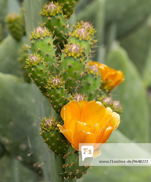 Flowering Prickly Pear Cactus (Opuntia)  Gran Canaria  Canary Islands  Spain  Europe