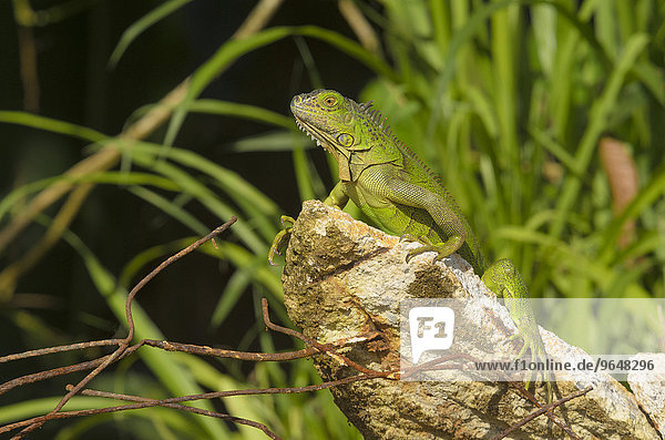 Grüner Leguan (Iguana iguana) auf Betonbrocken  Provinz Alajuela  Costa Rica  Nordamerika