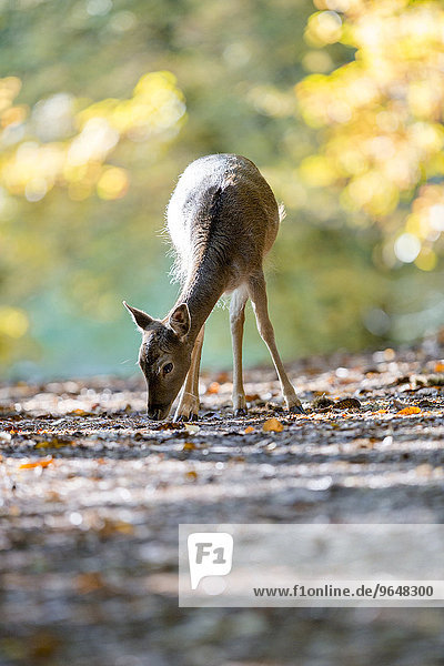 Damwild (Cervus dama) an einem Herbsttag,  captive,  Pfälzerwald,  Rheinland-Pfalz,  Deutschland,  Europa