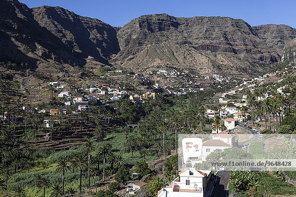 Kanarische Dattelpalmen (Phoenix canariensis) Terrassenfelder und die Ortschaften im Valle Gran Rey La Gomera Kanarische Inseln Spanien Europa