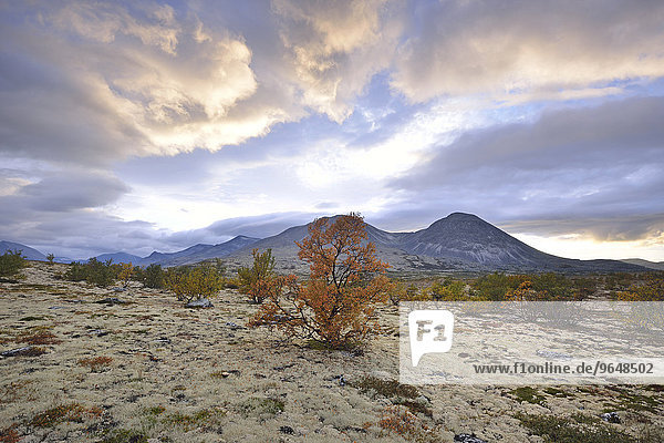 Downy Birch trees (Betula pubescens) and Reindeer Lichen (Cladonia rangiferina) fjell landscape in autumn at the back the peaks of the Stygghøin mountain range Stygghoin Rondane National Park Norway Europe
