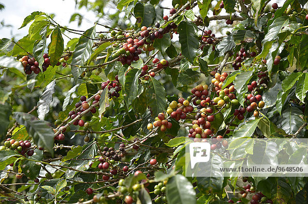 Kaffeestrauch (Coffea)  Alajuela  Costa Rica  Nordamerika
