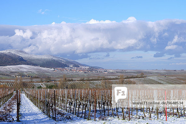 Winterliche Weinfelder  hinten die Haardt  Deutsche Weinstraße  auch Südliche Weinstraße  Südpfalz  Pfalz  Rheinland-Pfalz  Deutschland  Europa