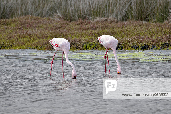 Lesser Flamingos (Phoenicopterus minor)  West Coast National Park  Langebaan  Western Cape  South Africa  Africa