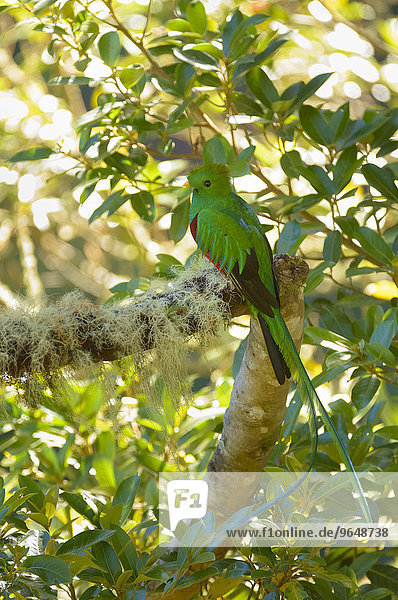 Quetzal (Pharomachrus mocinno) auf Ast  Nationalpark Los Quetzales  Provinz San Jose  Costa Rica  Nordamerika
