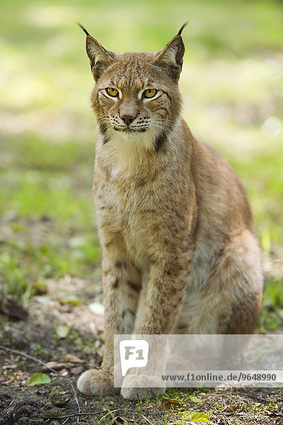 Eurasischer Luchs  Nordluchs (Lynx lynx)  captive  Sachsen-Anhalt  Deutschland  Europa