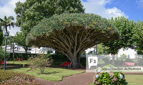 Canary Island Dragon Tree (Dracaena draco)  Jardim de Florecio Terra  Horta  Faial  Azores  Portugal  Europe