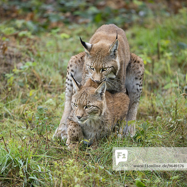 Eurasischer Luchs  Nordluchs (Lynx lynx)  Kopulationsversuch von einem Jungluchs  captive  Niedersachsen  Deutschland  Europa
