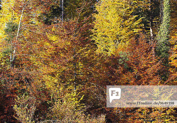 Herbstlich verfärbter Laubwald  Mondseeland  Salzkammergut  Oberösterreich  Österreich  Europa