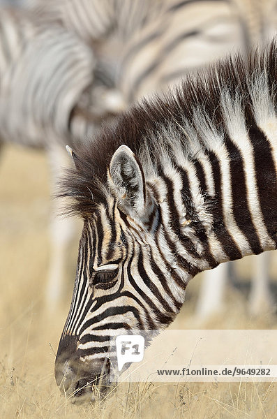 Burchell-Zebra (Equus burchelli)  Fohlen  weidet  Etosha-Nationalpark  Namibia  Afrika