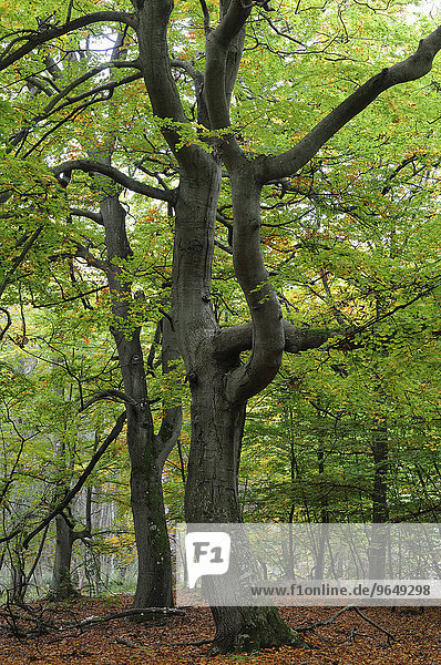 Rotbuchen (Fagus sylvatica) im herbstlichen Darßer Wald  Nationalpark Vorpommersche Boddenlandschaft  Mecklenburg-Vorpommern  Deutschland  Europa