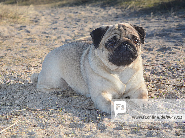 Mops liegt auf Sand Schweden Europa
