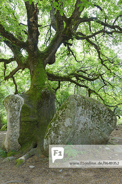 Mächtige alte Eiche (Quercus sp.) spaltet einen Stein  Naturdenkmal im Foret de Bavella  bei Arggiavara  Département Corse-du-Sud  Korsika  Frankreich  Europa