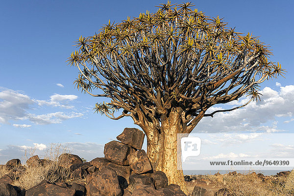 Köcherbaum (Aloe dichotoma)  blühend  im Köcherbaumwald im Garaspark  bei Keetmanshoop  Namibia  Afrika