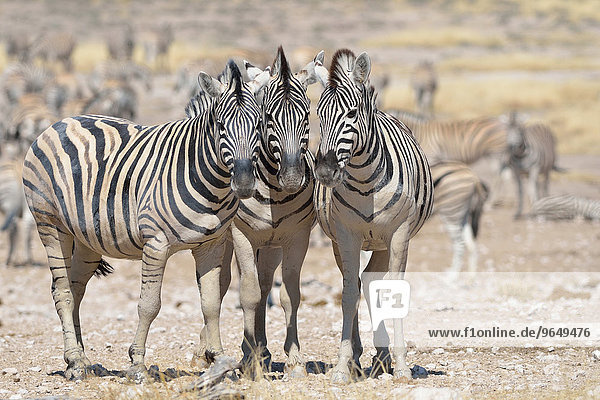 Burchell-Zebras (Equus burchelli)  auf trockenem Boden  Etosha-Nationalpark  Namibia  Afrika