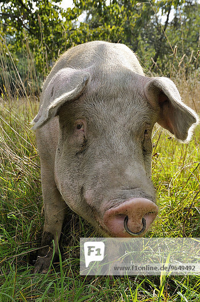 Hausschwein (Sus scrofa domestica) mit Nasenring  steht im Gras  Nordrhein-Westfalen  Deutschland  Europa