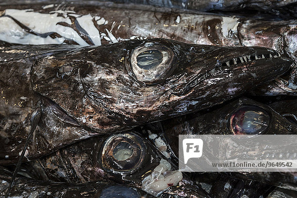 Schwarze Degenfische (Aphanopus carbo)  Fischmarkt  Funchal  Madeira  Portugal  Europa