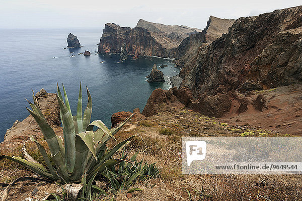 Felsküste  Ponta de São Lourenço  vorne Agave (Agave)  Madeira  Portugal  Europa