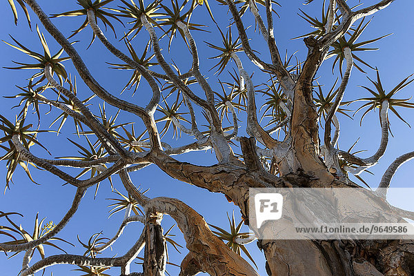 Köcherbaum (Aloe dichotoma)  bei Keetmanshoop  Namibia  Afrika