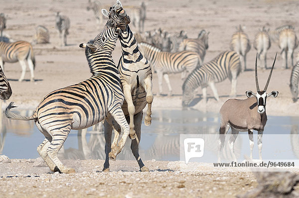 Zwei Burchell-Zebras (Equus burchelli)  kämpfen  am Wasserloch  hinten ein Gemsbok (Oryx gazella)  Etosha-Nationalpark  Namibia  Afrika