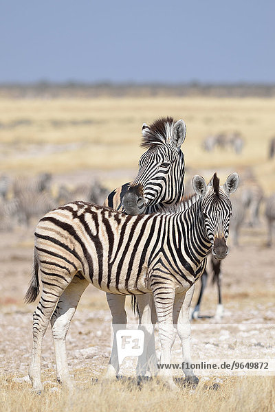 Junges Burchell-Zebra (Equus burchelli)  mit männlicheM Fohlen steht auf trockenem Boden  Etosha-Nationalpark  Namibia  Afrika