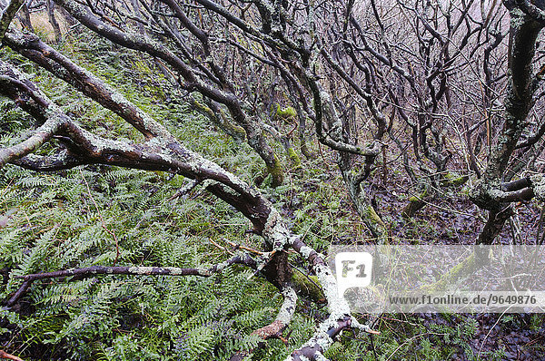 Eichenkrattwald  Stieleichen (Quercus robur)  Langeoog  Ostfriesland  Niedersachsen  Deutschland  Europa