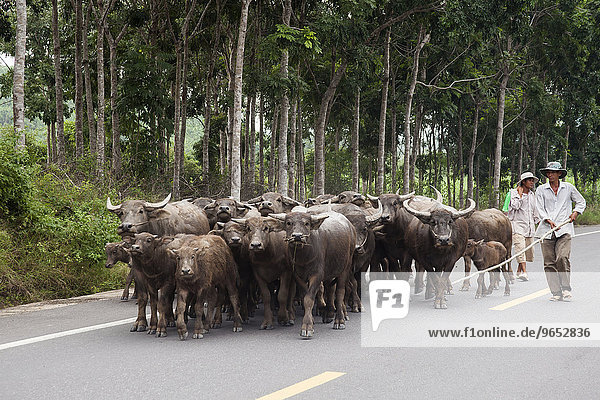 Herdsman driving Water Buffaloes (Bubalus arnee) on a road  Ca Na  Vietnam  Asia