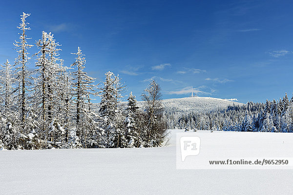 Tiefverschneite Winterlandschaft im Nationalpark Harz  hinten der Brocken  bei Torfhaus  Niedersachsen  Deutschland  Europa