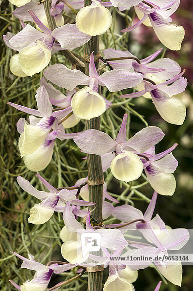 Blütenrispe einer Orchidee (Dendrobium pierardii)  Palmengarten  Frankfurt am Main  Hessen  Deutschland  Europa