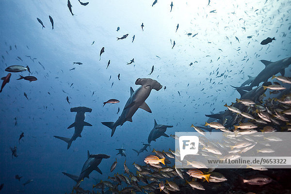 Schwarm Bogenstirn-Hammerhaie (Sphyrna lewini)  Cocos Island  Kokos-Insel  Costa Rica  Nordamerika