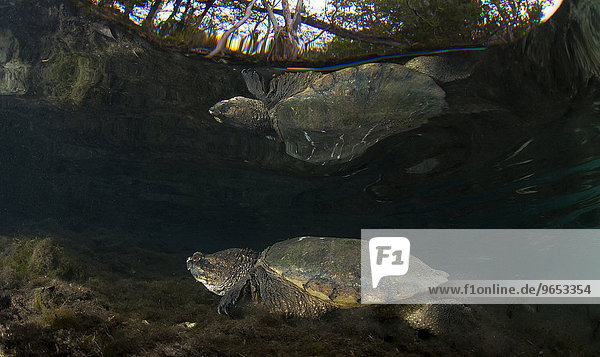 Schnappschildkröte (Chelydra serpentina)  Crystal River  Florida  USA  Nordamerika
