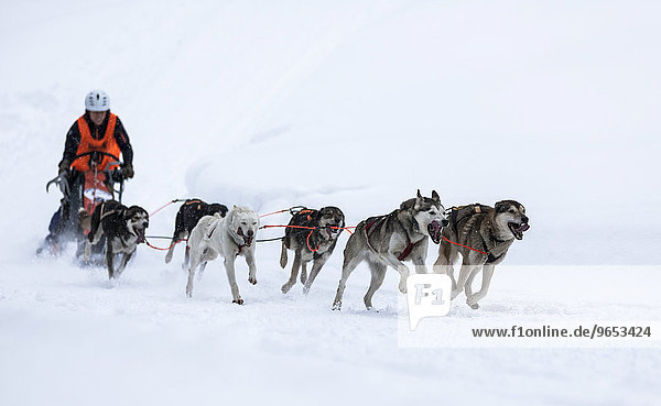 Schlittenhundegespann auf Schnee  Huskys  Schlittenhunderennen  Unterjoch  Allgäu  Bayern  Deutschland  Europa