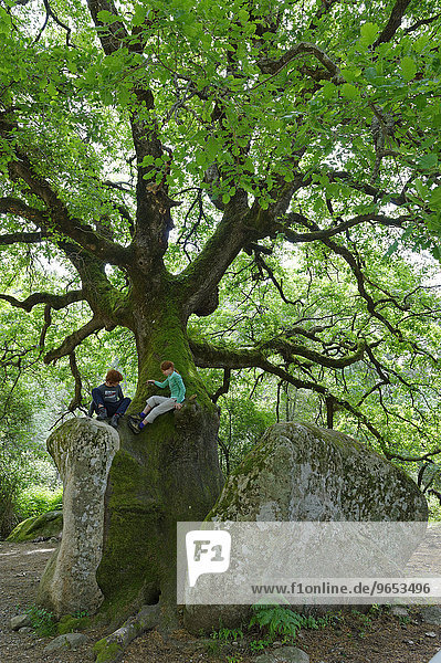 Mächtige alte Eiche (Quercus sp.) spaltet einen Stein  Kinder klettern auf Naturdenkmal im Foret de Bavella  bei Arggiavara  Département Corse-du-Sud  Korsika  Frankreich  Europa
