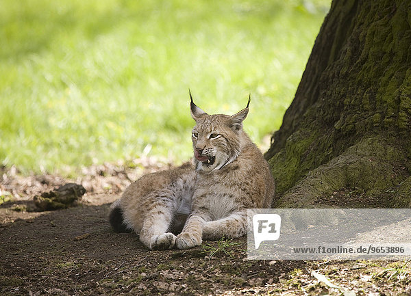 Luchs (Lynx lynx) liegt neben einem Baum,  captive,  Nationalpark Bayerischer Wald,  Bayern,  Deutschland,  Europa