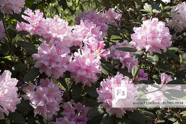 Rosa blühender Rhododendron (Rhododendron sp.)  Sachsen  Deutschland  Europa