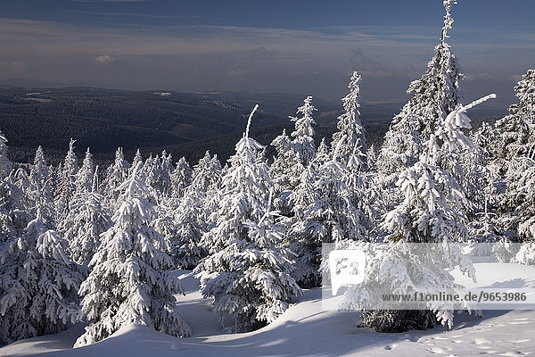 Verschneite Bäume  Winterwald im Erzgebirge  Sachsen  Deutschland  Europa